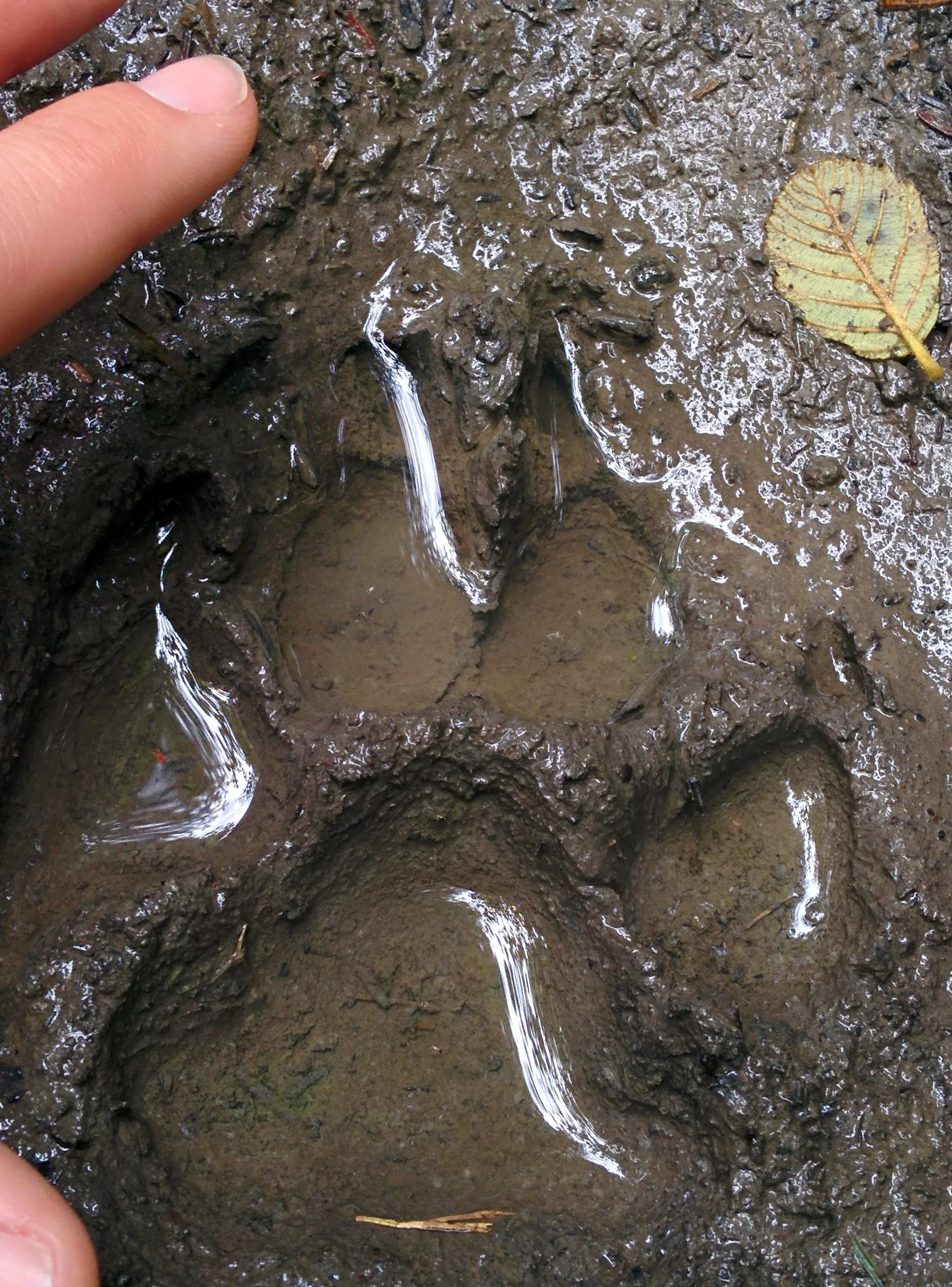 A clear wolf paw print showing four toes and claw marks pressed into soft ground, a fingertip at the edge for scale.