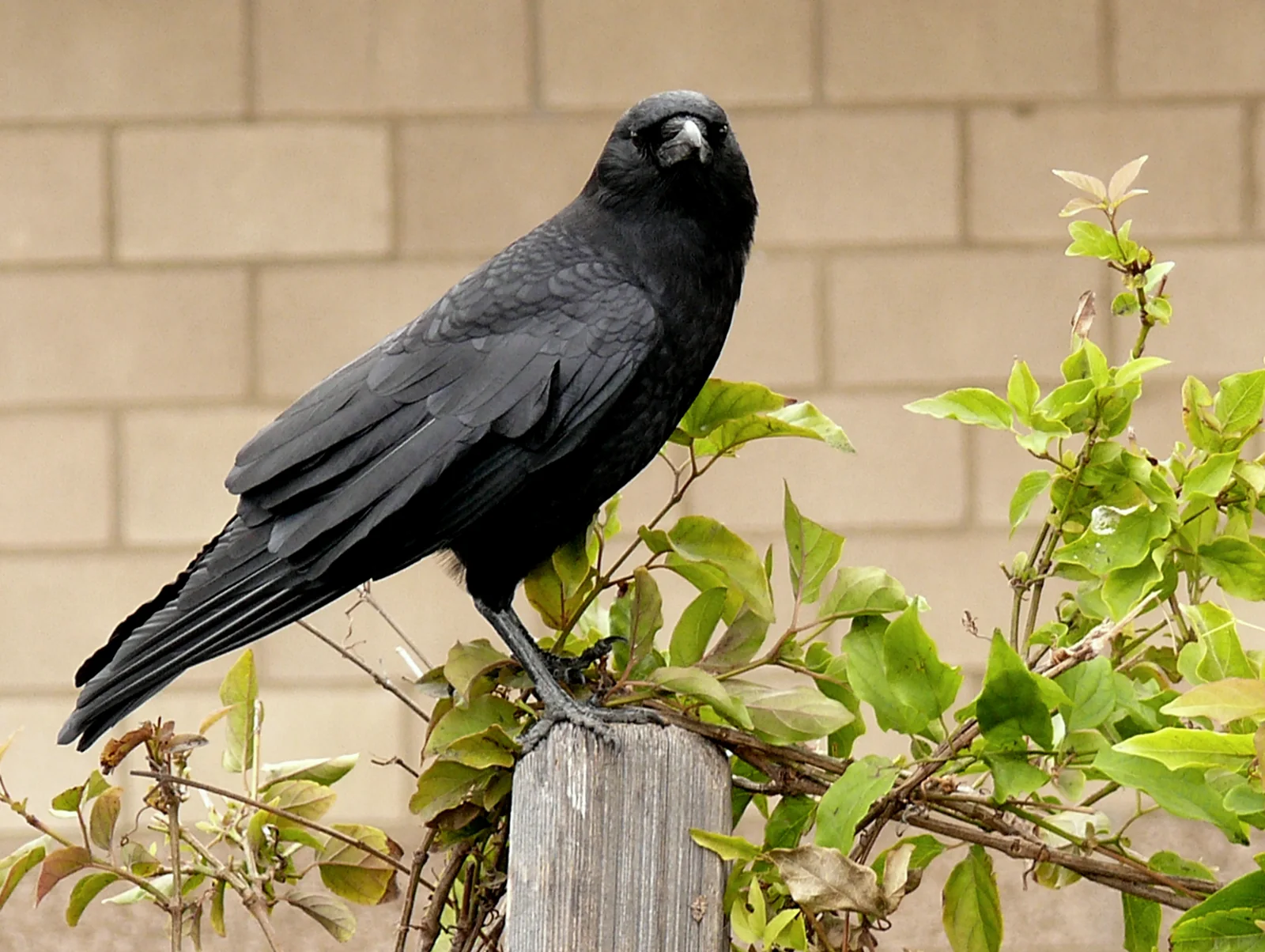 An American crow perched on a post in three-quarter view, showing glossy black plumage, a stout bill, and folded wings.