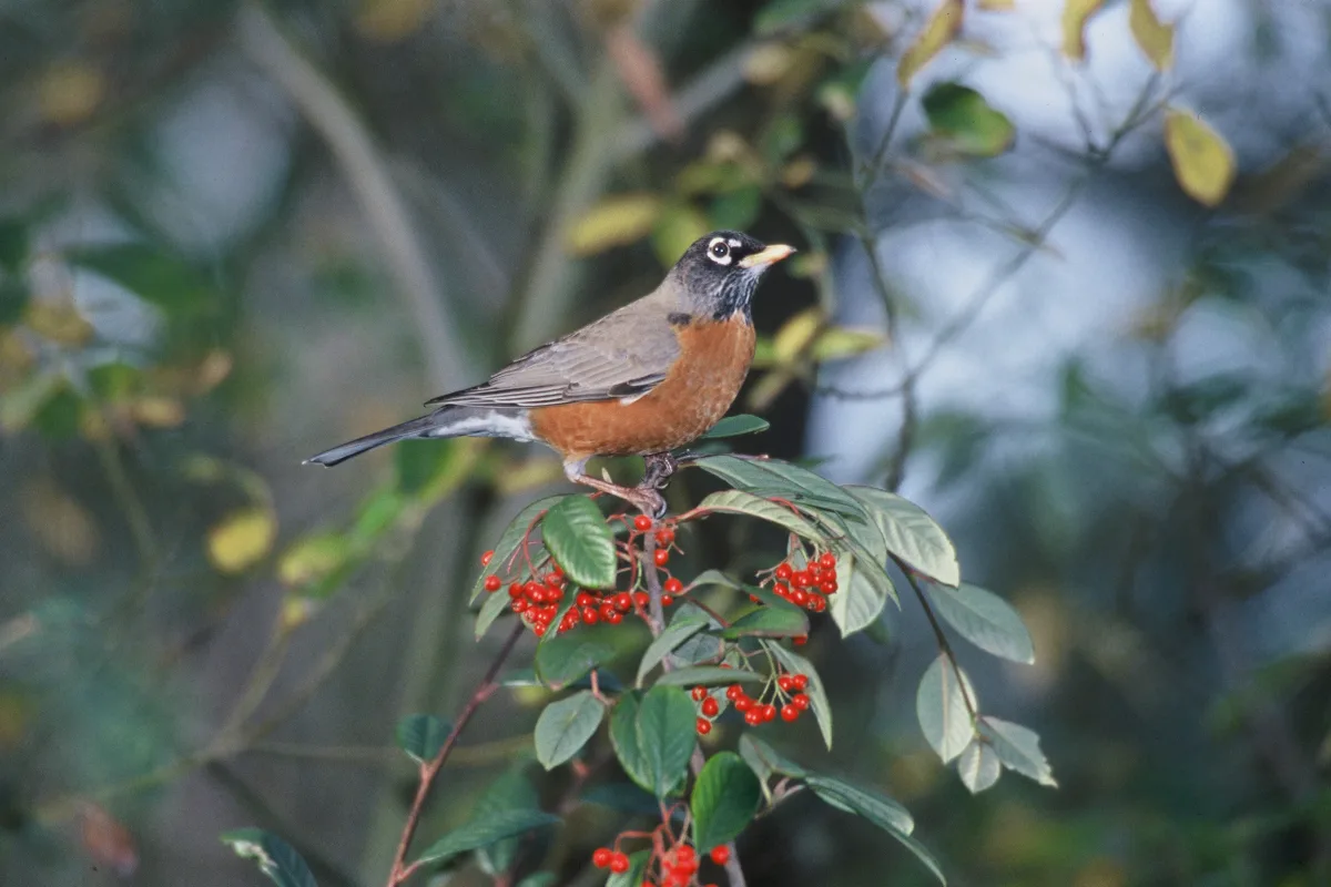 American robin showing its orange breast and gray-brown back.