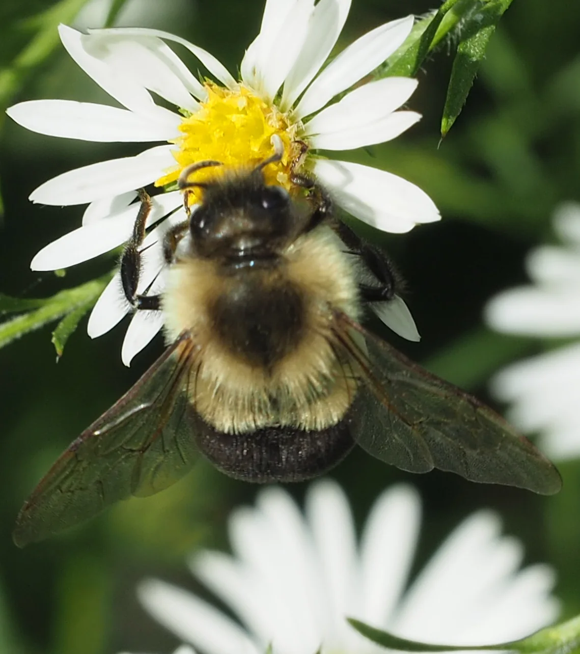 A common eastern bumble bee foraging on a small white aster flower, its fuzzy yellow thorax and dark abdomen visible.