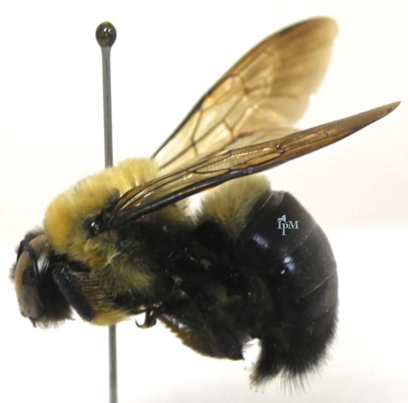 A pinned eastern carpenter bee specimen in side view, showing a fuzzy thorax, glossy dark abdomen, and translucent wings.