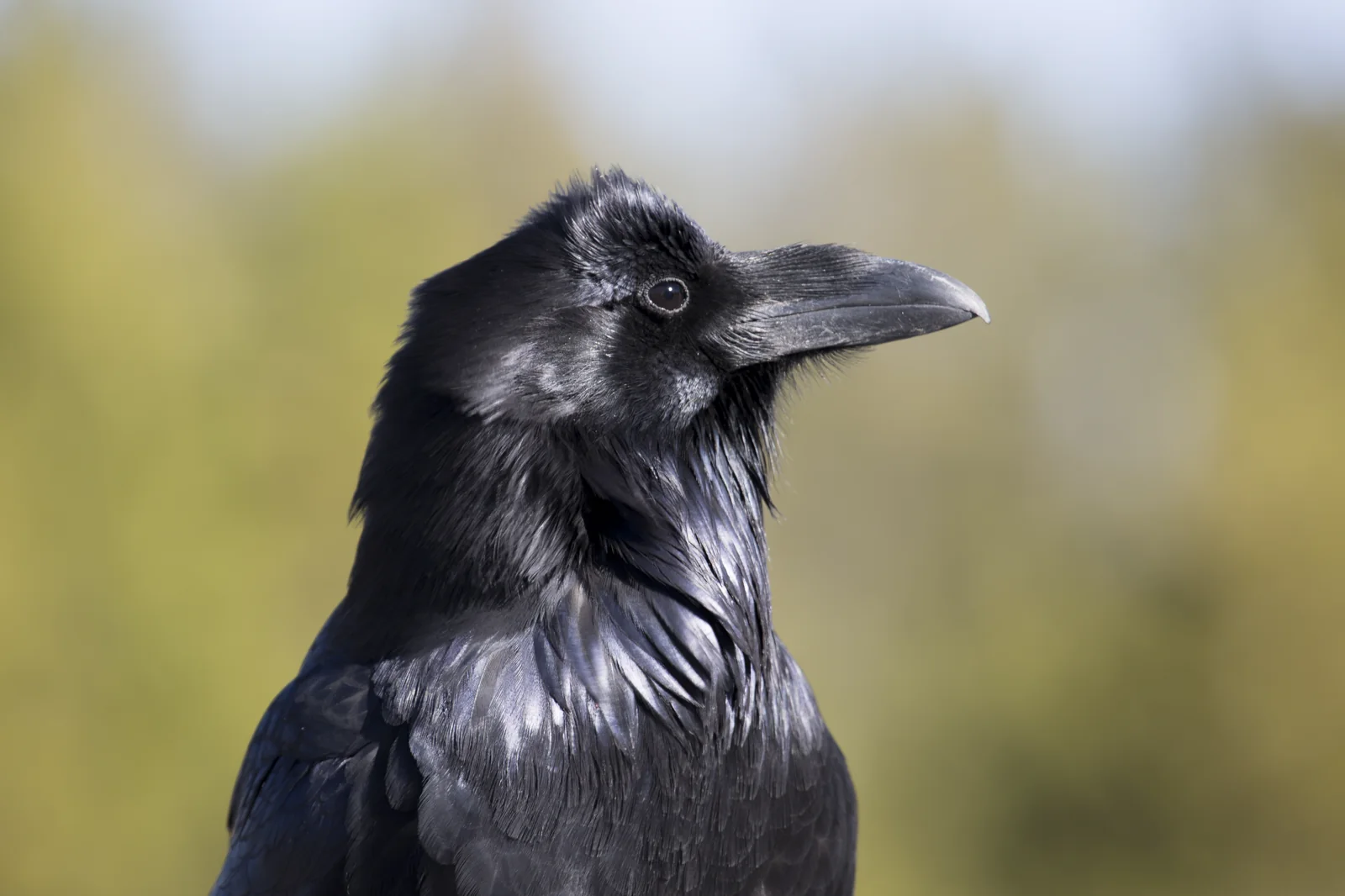 A common raven photographed in Yellowstone National Park, with black plumage, a heavy bill, and shaggy throat feathers.