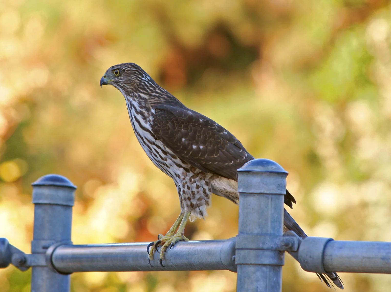 A juvenile Cooper’s hawk perched on a metal railing, showing brown-streaked underparts; part of its banded tail is obscured by a post.