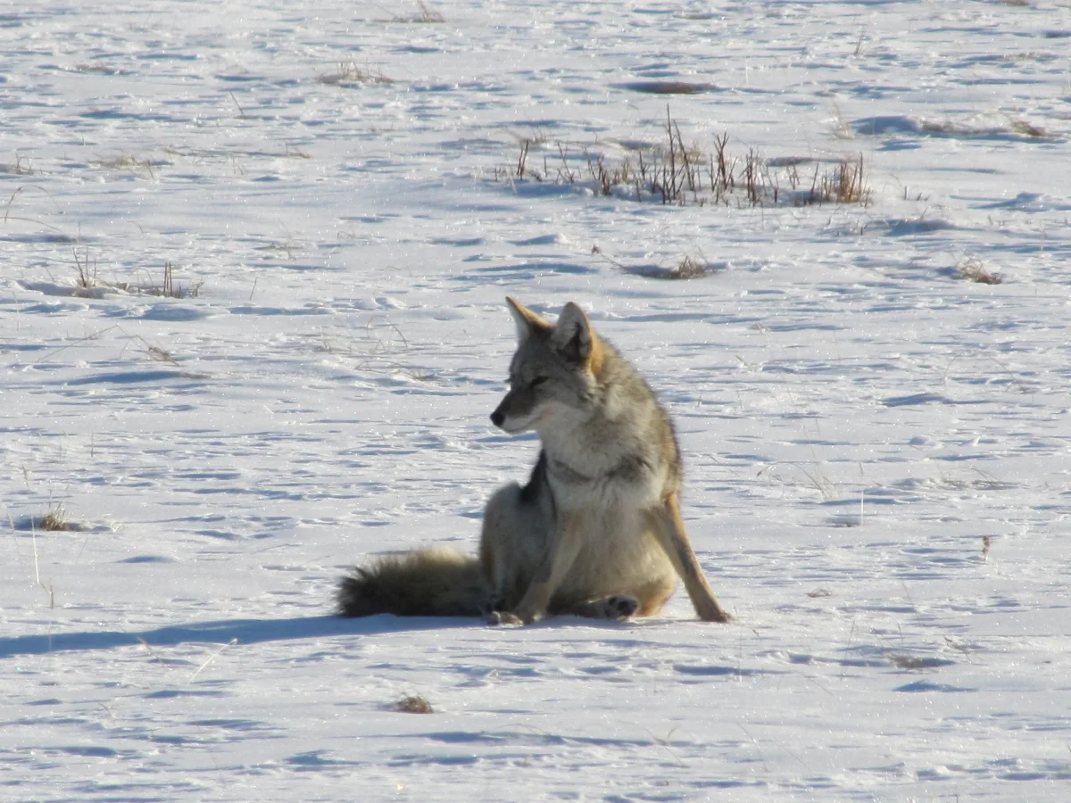 Coyote resting on snowy ground in winter sunlight.