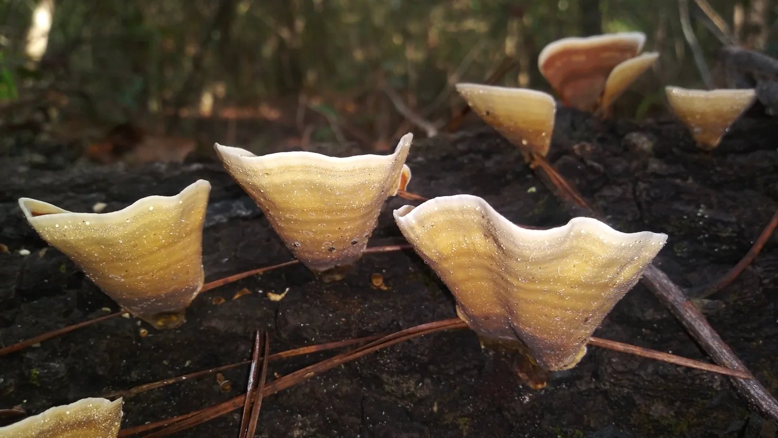 Low-angle view of false turkey-tail brackets exposing smooth tan lower surfaces with white margins on a dark log.