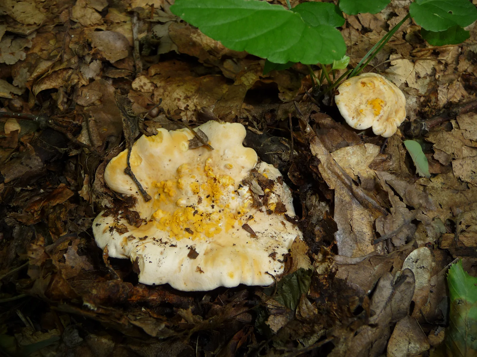 Two golden chanterelles growing close together among green groundcover and leaf litter in Ukraine.