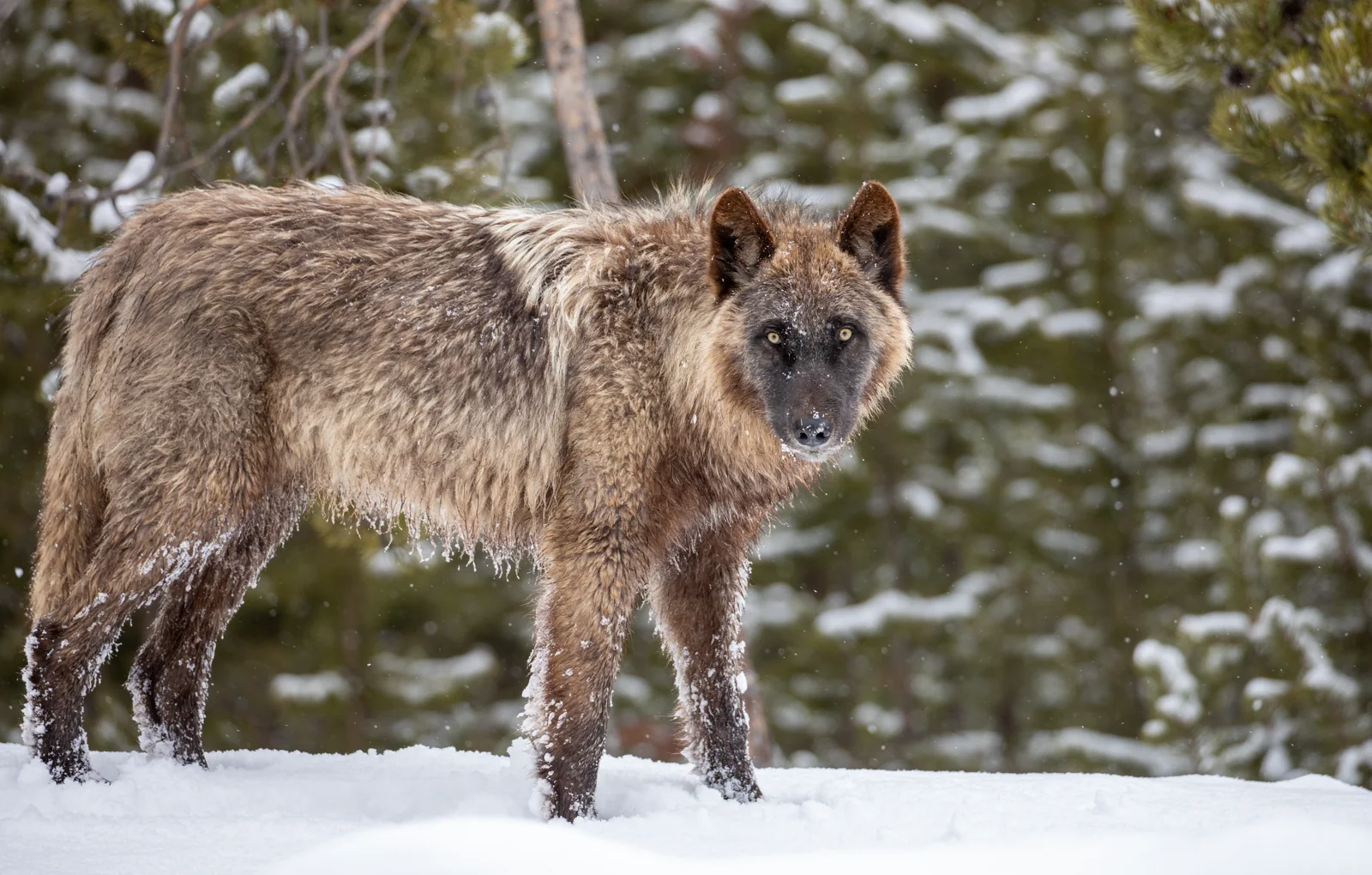 A gray wolf stands in falling snow with its full body and lowered bushy tail visible against a blurred conifer forest.