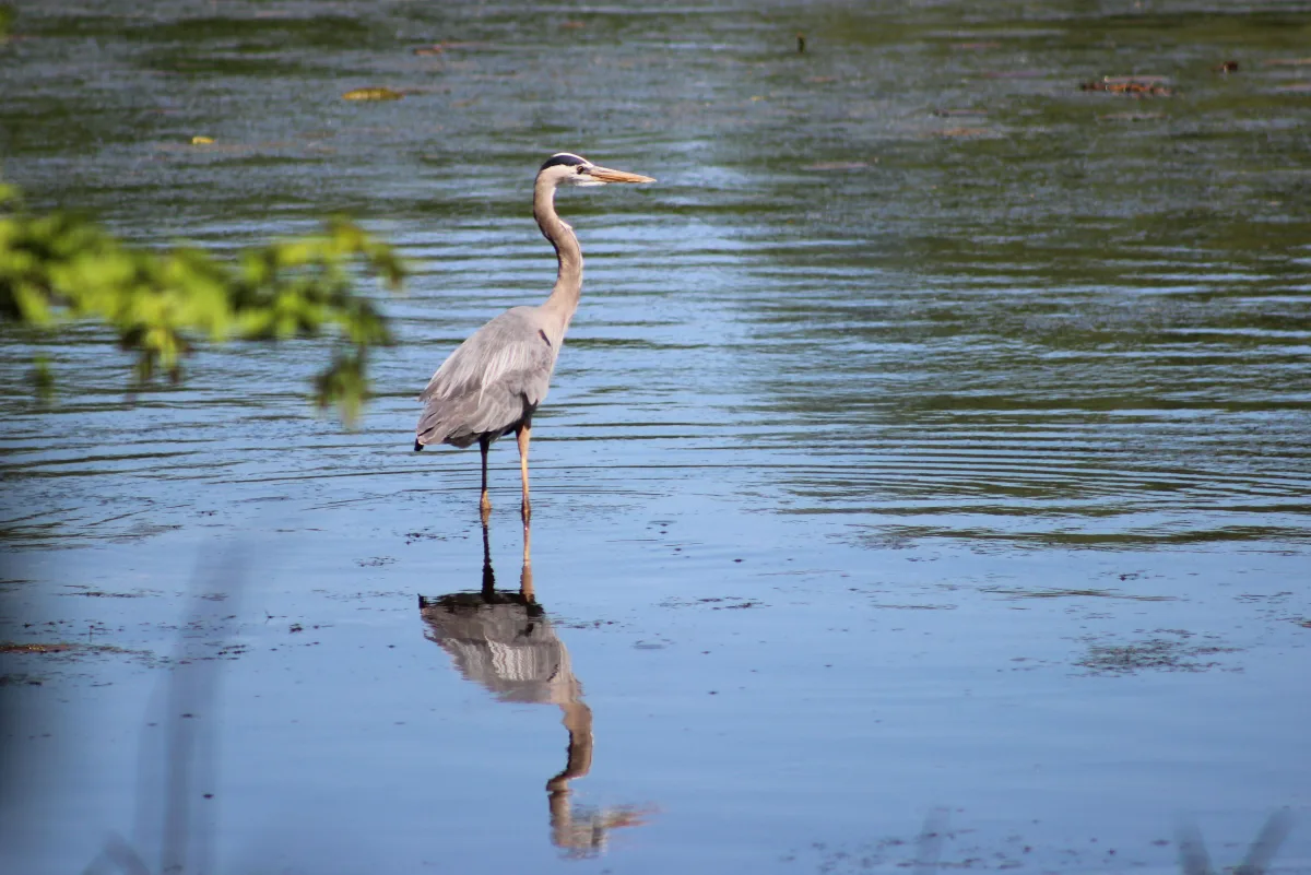 Great blue heron hunting in shallow water in Saint Paul, Minnesota.