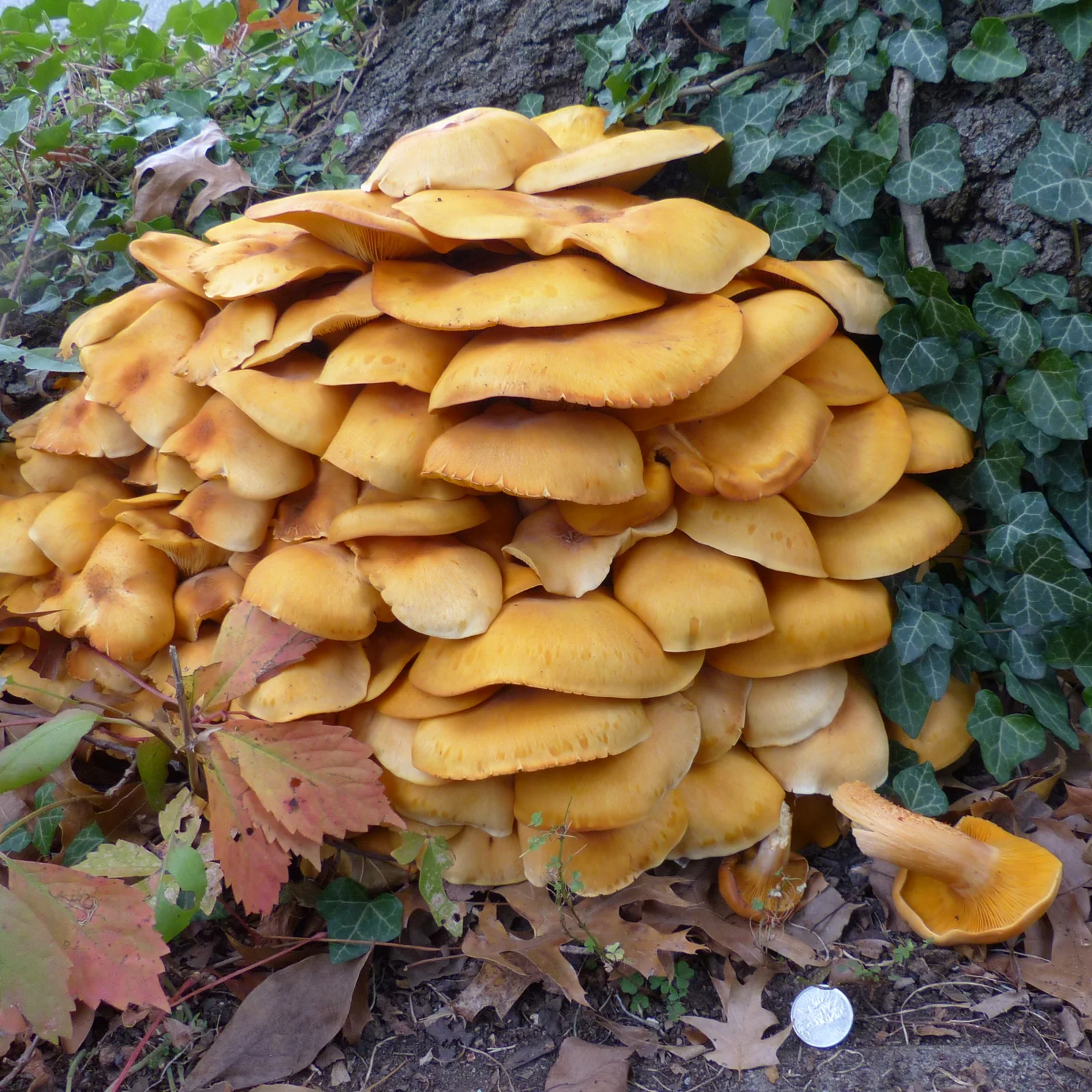 A dense orange cluster of jack-o’-lantern mushrooms at a tree base, with true gills visible on an upturned cap in the lower-right foreground.