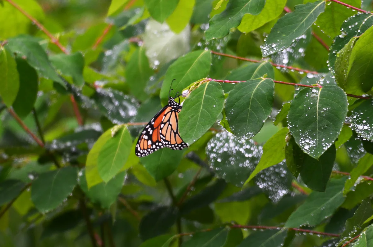 Monarch butterfly resting in summer vegetation in Minnesota.