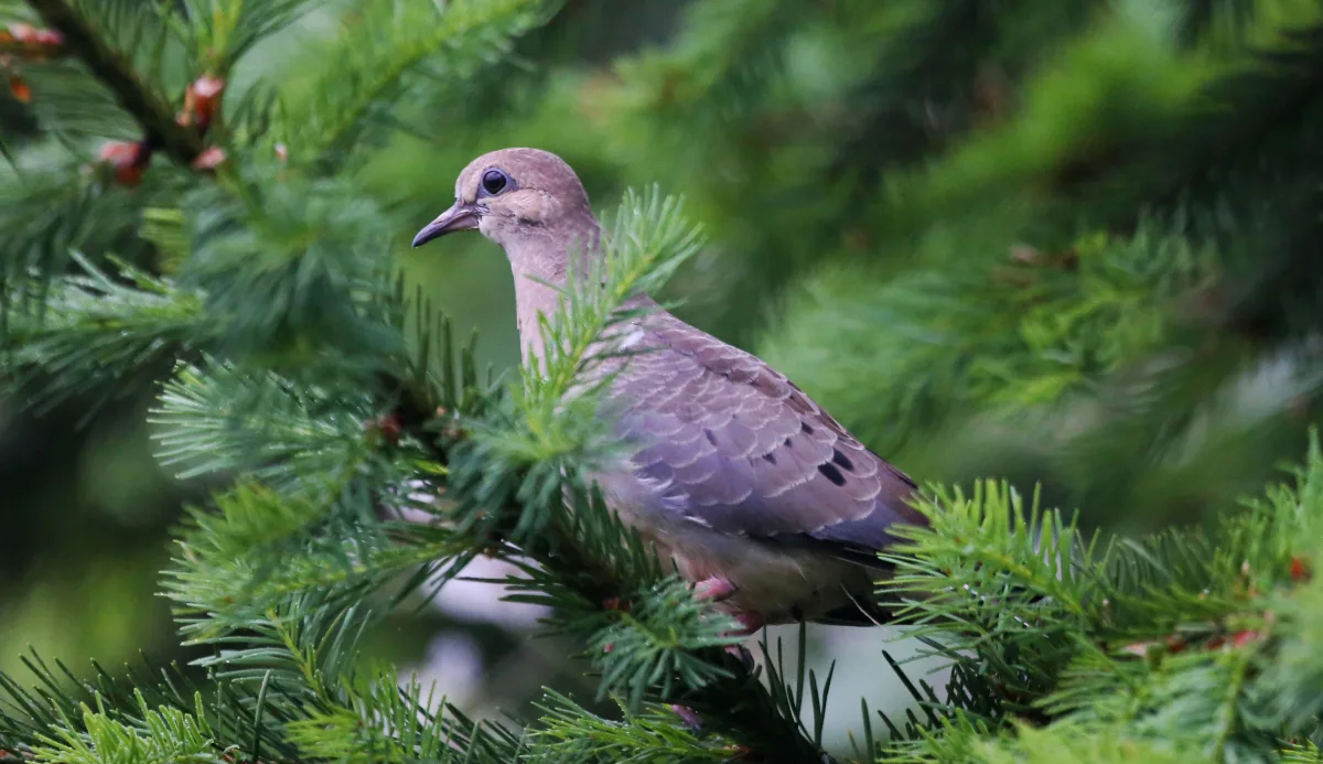 Mourning dove at Nestucca Bay National Wildlife Refuge.