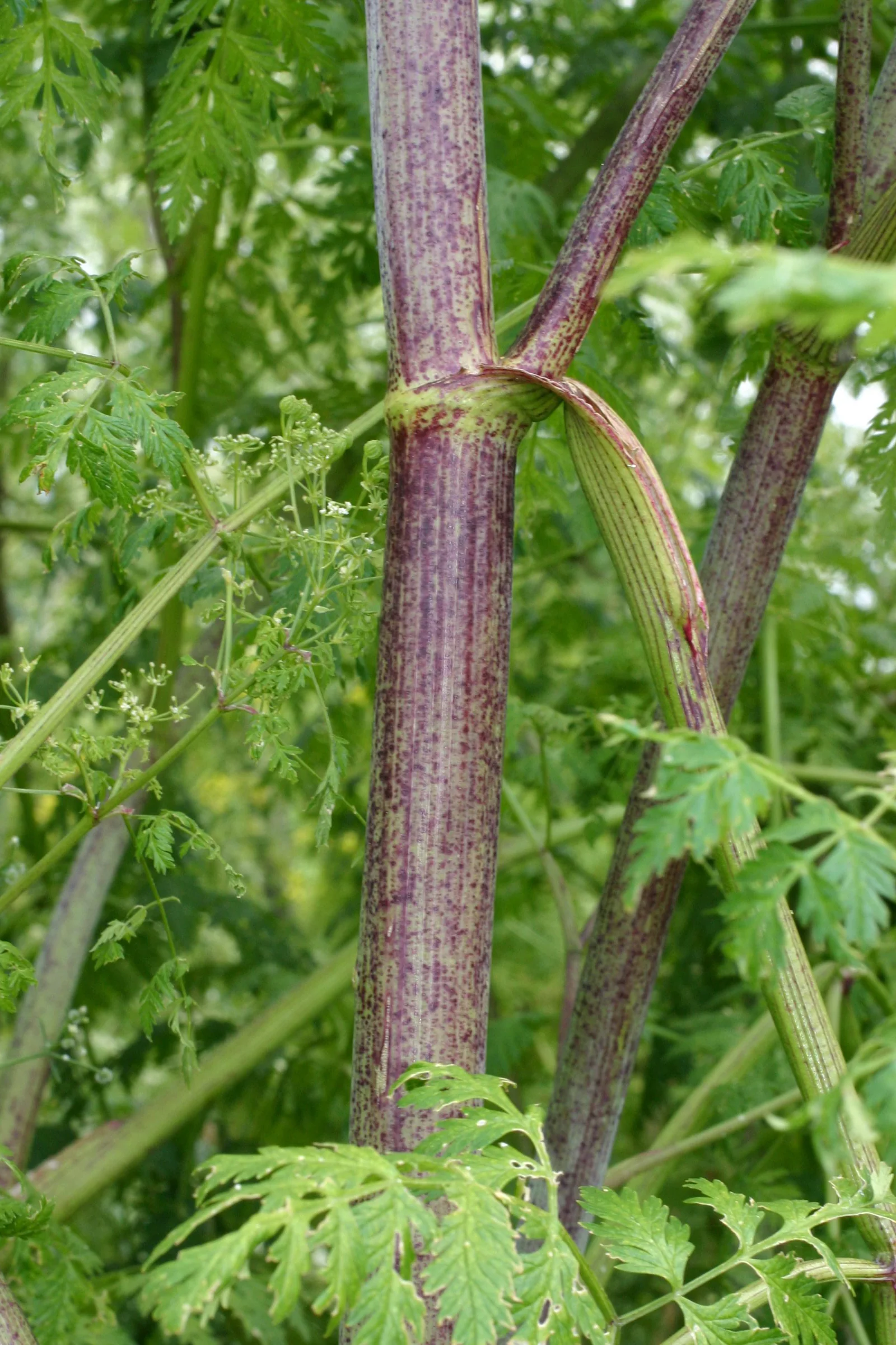 A close view of smooth poison-hemlock stems covered in purple mottling, with finely divided leaves behind them.