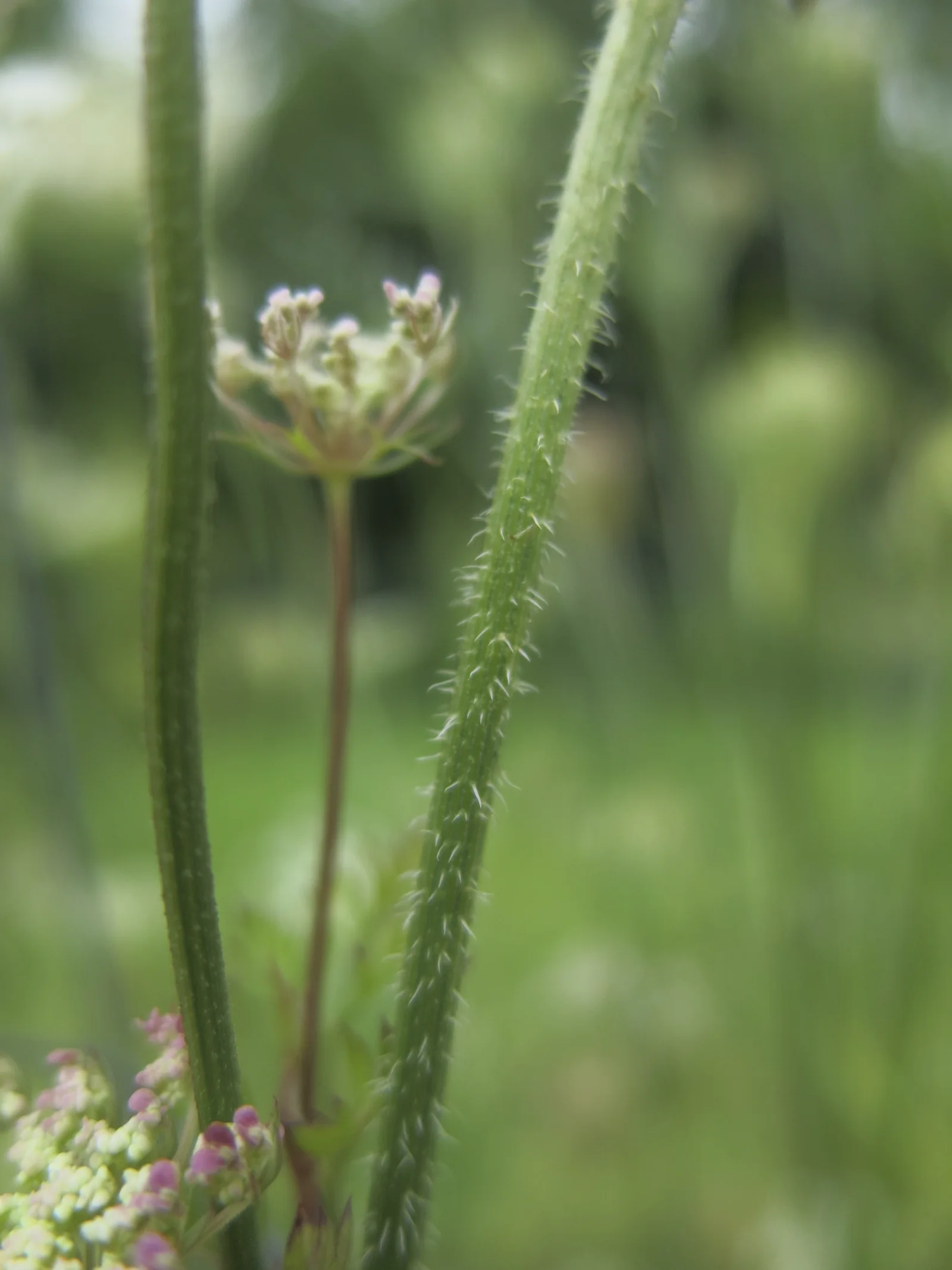 A close view of a Queen Anne’s lace stem covered in stiff white hairs, with a flower umbel blurred behind it.