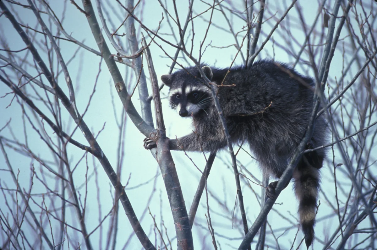 Raccoon perched in a tree at a national wildlife refuge.
