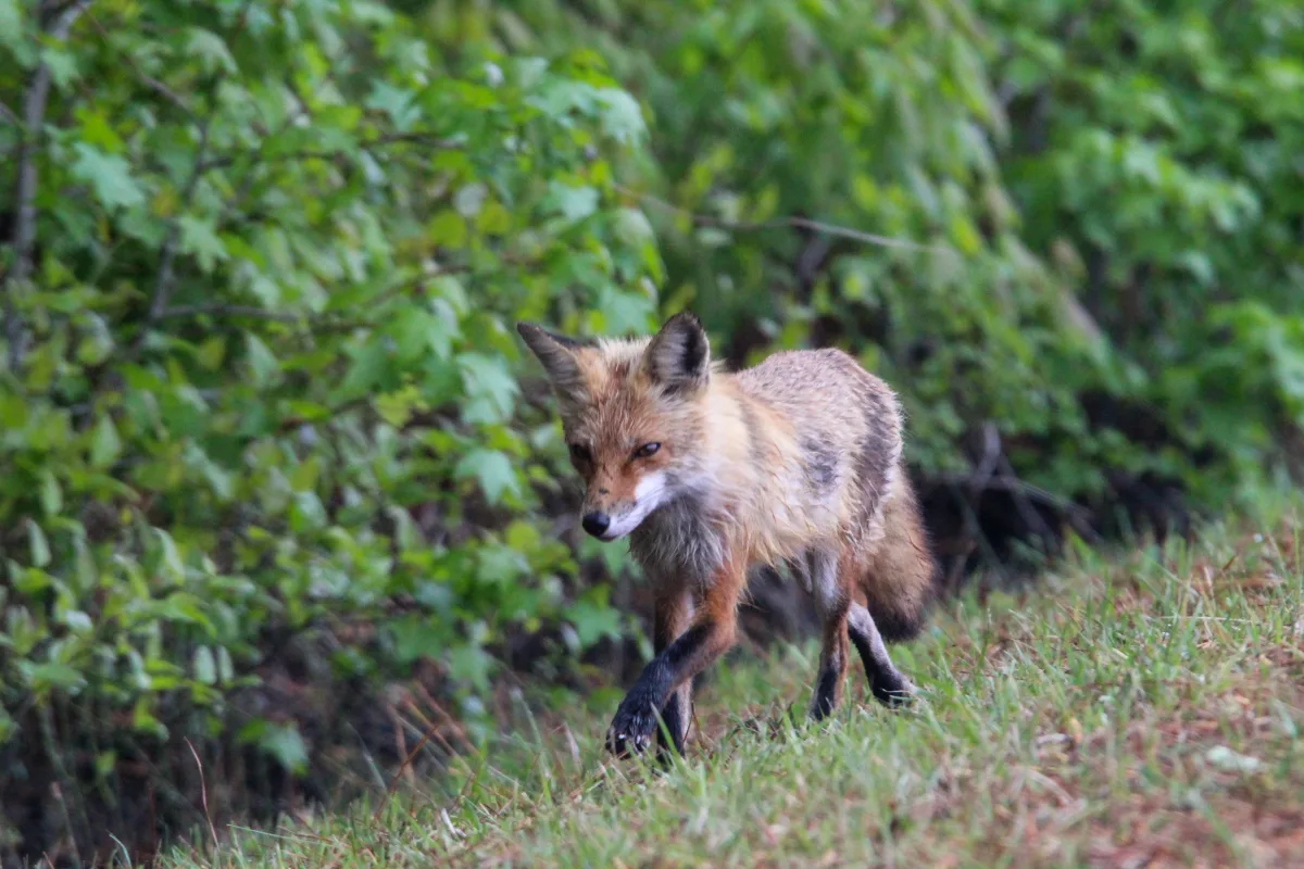 Red fox at Blackwater National Wildlife Refuge.