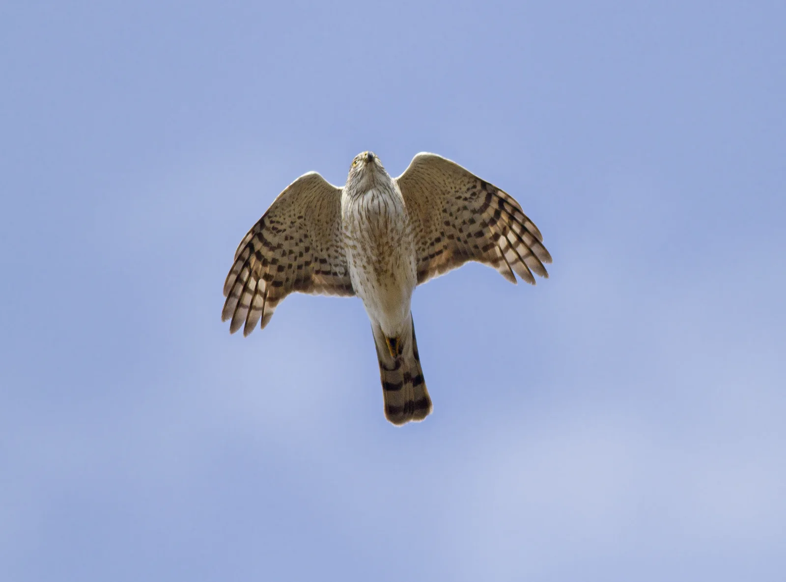 A sharp-shinned hawk flying overhead with its wings extended and a narrow banded tail.
