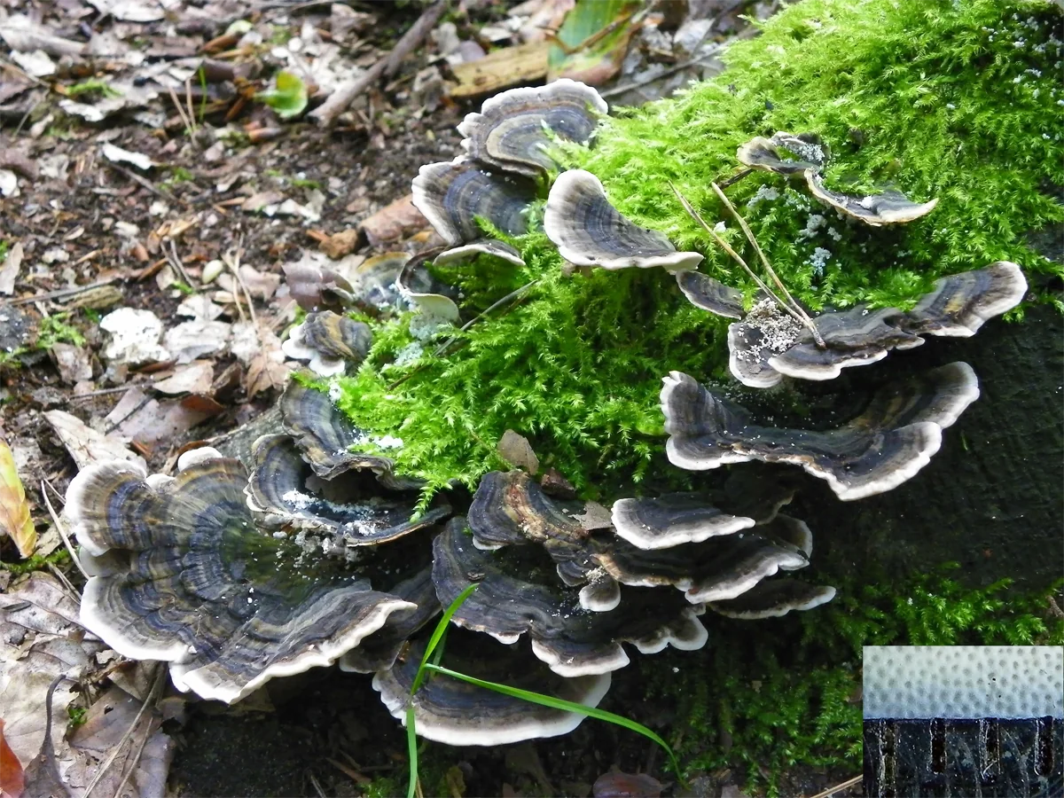 Turkey-tail brackets on a mossy beech stump, with a lower-right inset showing the fine white pores and thin cross-section.
