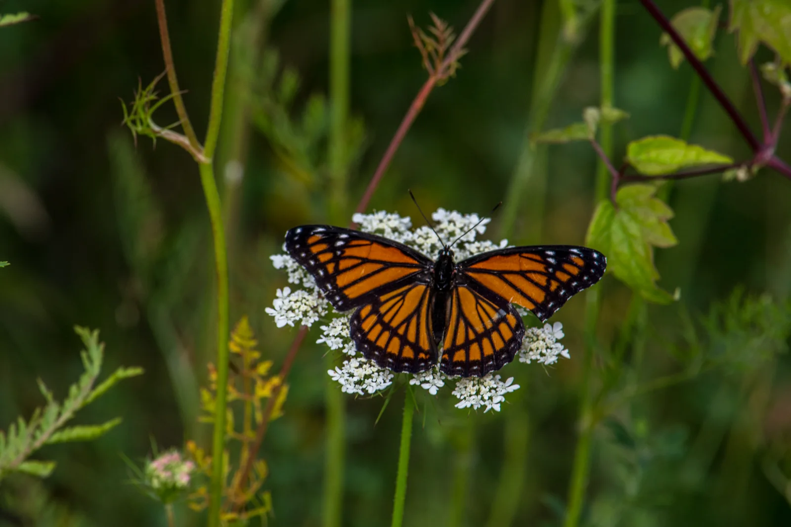 A viceroy butterfly with its wings spread, showing orange panels, black veins, white marginal spots, and the diagnostic black hindwing band.