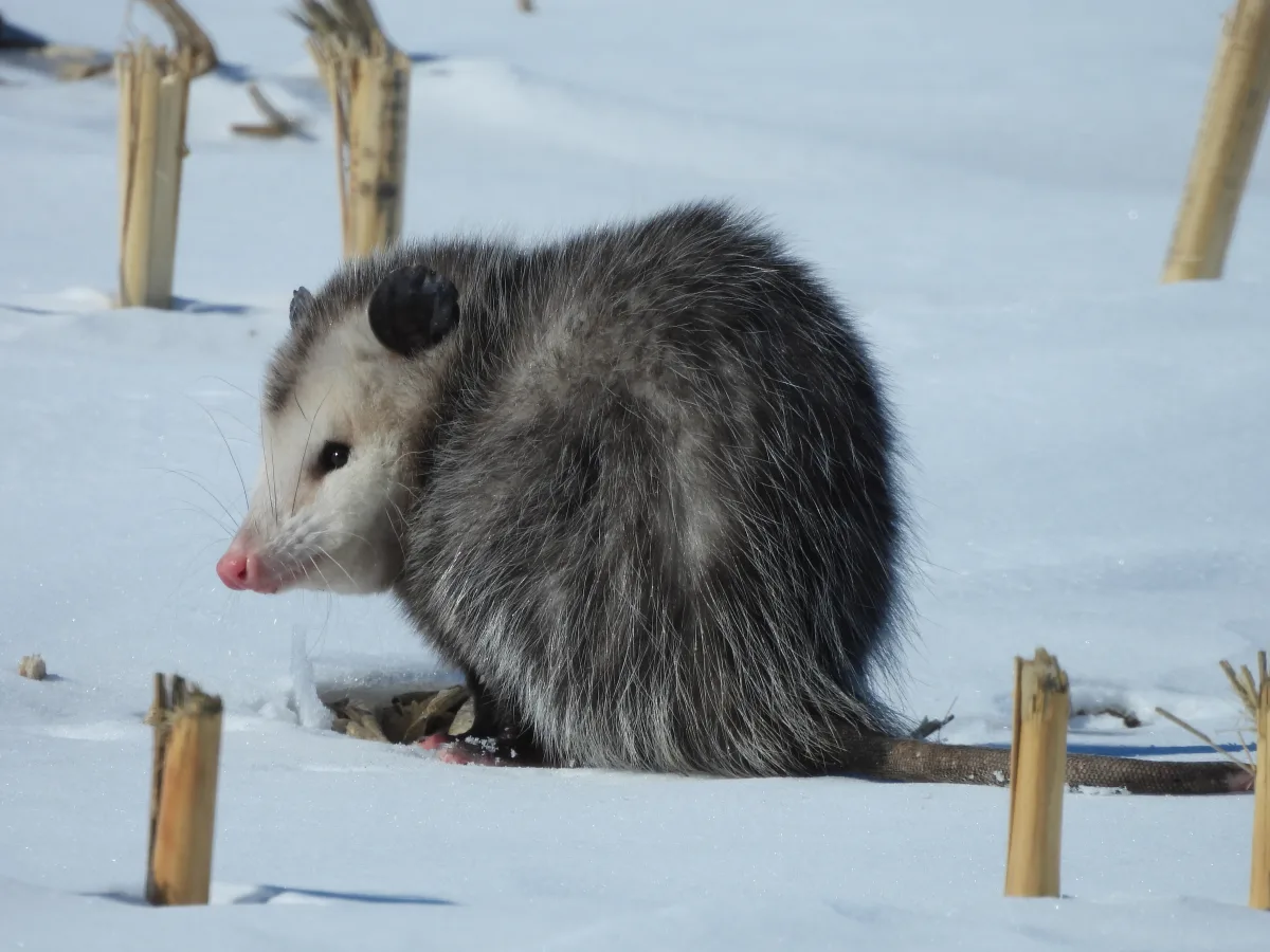 Virginia opossum outdoors at Windom Wetland Management District.